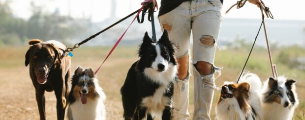 Vielen Dank an Pexels.com und Blue Bird